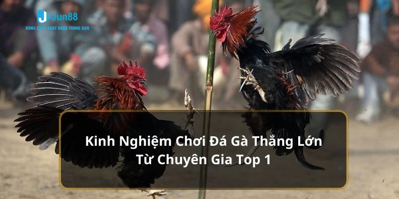 Kinh Nghiệm Chơi Đá Gà