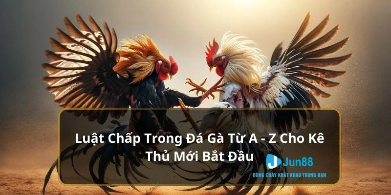 Luật Chấp Trong Đá Gà