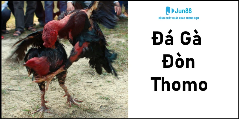 Tìm hiểu cơ bản về đá gà đòn Thomo