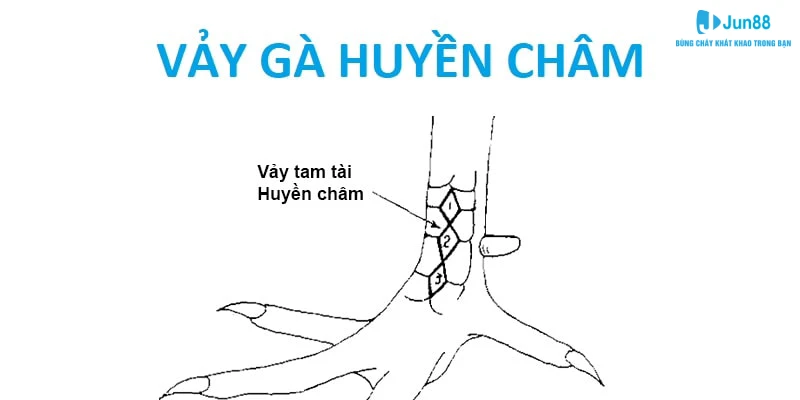 Vảy huyền châm nổi bật với đặc điểm ra đòn hiểm