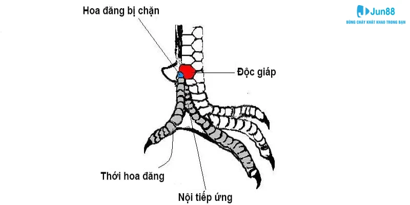 Tại sao các loại vảy gà này được săn lùng