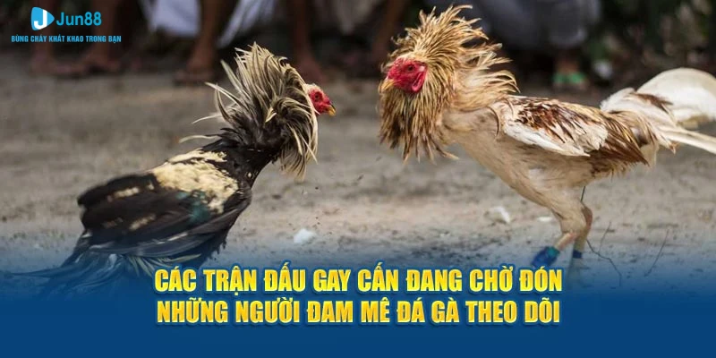 Các trận đánh gay cấn đang chờ đón tất cả ai đam cá cược theo dõi.