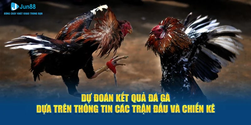 Dự đoán kết quả đá gà Jun88 dựa trên thông tin các trận đánh và chiến kê.