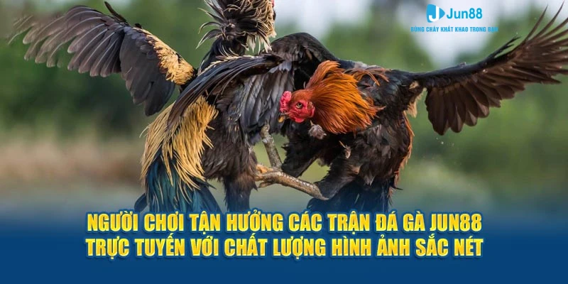 Người chơi tận hưởng các trận đá gà Jun88 trực tuyến với chất lượng hình ảnh sắc nét.